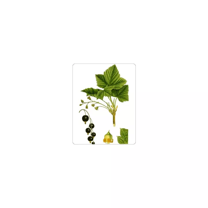 Cassis Feuille Iphym Herboristerie Ribes nigrum