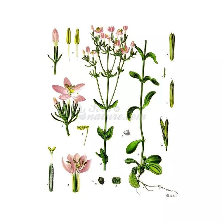 Centaurée Plante Coupée Iphym Herboristerie Centaurium erythraea