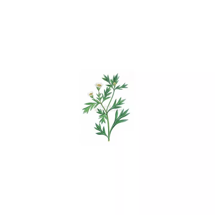 Chrysanthellum Plante Coupée Iphym Herboristerie Chrysanthellum americanum