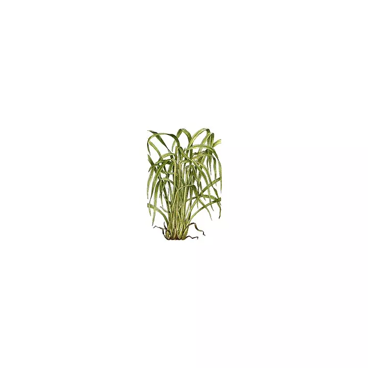 Citronnelle Feuille Coupée Iphym Herboristerie Cymbopogon flexuosus