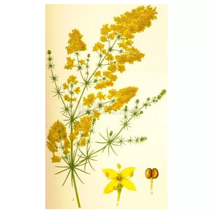 Gaillet jaune Caille lait Iphym Herboristerie Galium verum
