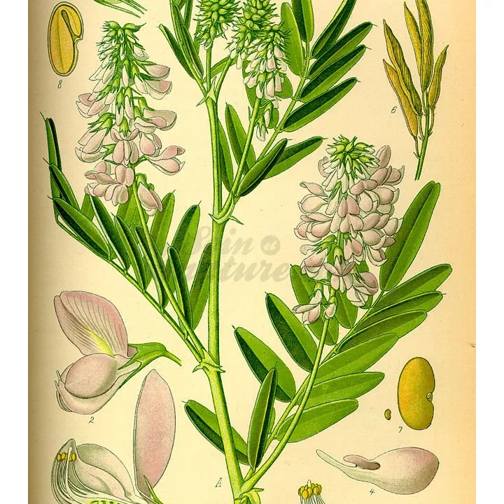 Galéga Iphym Herboristerie Galega officinalis