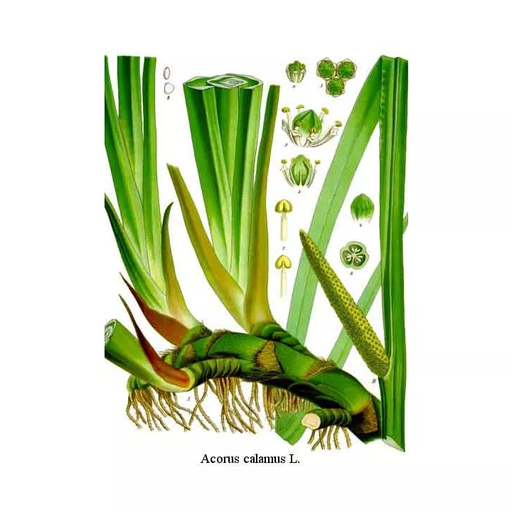Acore odorant (Calamus) Rhizome Iphym Herboristerie