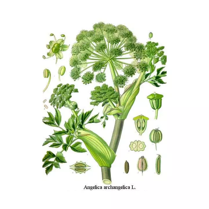 Angelique officinale (vraie) Racine Coupée Herboristerie Angelica archangelica