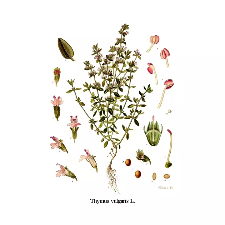 Thym Feuille Entière Iphym Herboristerie Thymus vulgaris