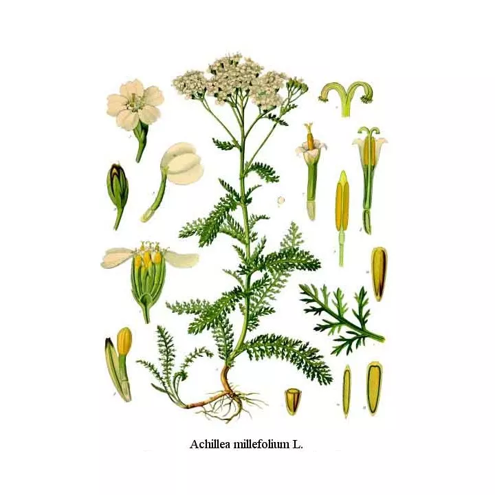 Mille-feuille Sommité Coupé Iphym Herboristerie Achillea millefolium L.
