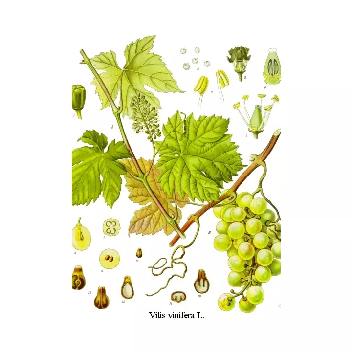 Vigne rouge Feuille Coupée Iphym Herboristerie Vitis vinifera