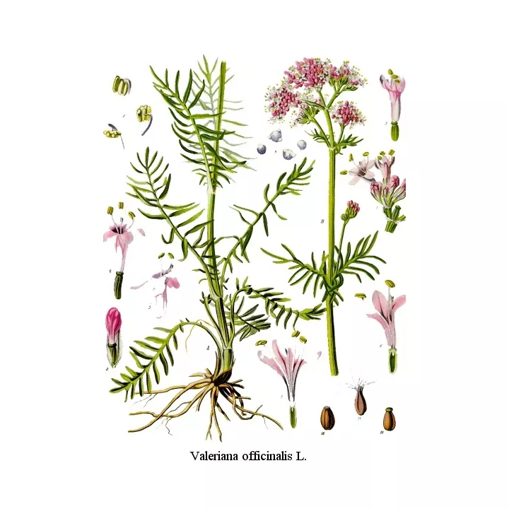 Valériane Racine Coupée Iphym Herboristerie Valeriana officinalis L.