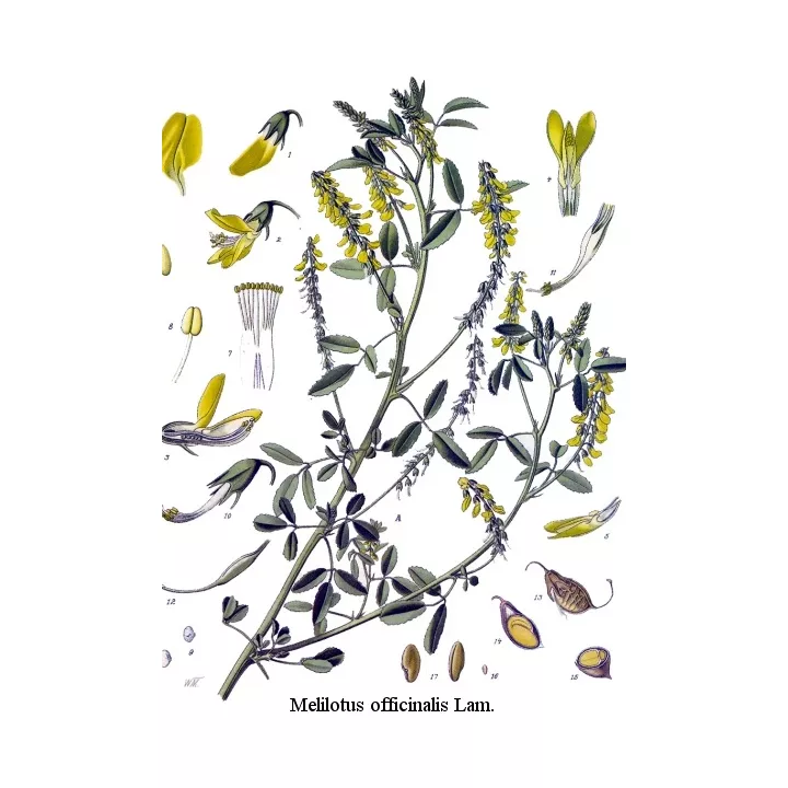 Mélilot jaune Plante Coupée Iphym Herboristerie Melilotus officinalis L.