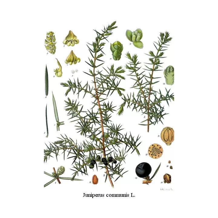 Genièvre baies Fruit Iphym Herboristerie Juniperus communis