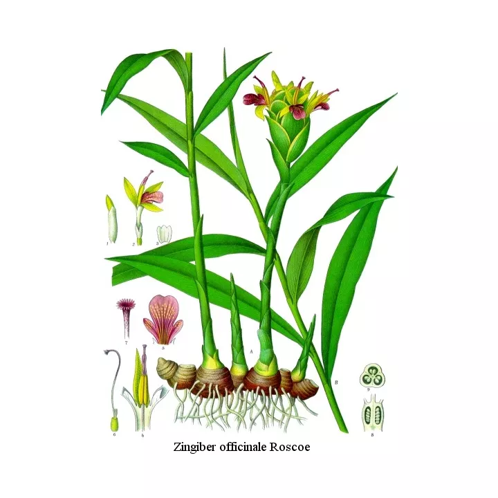 Gingembre Rhizome (Racine) Iphym Herboristerie Zingiber officinale Roscoe