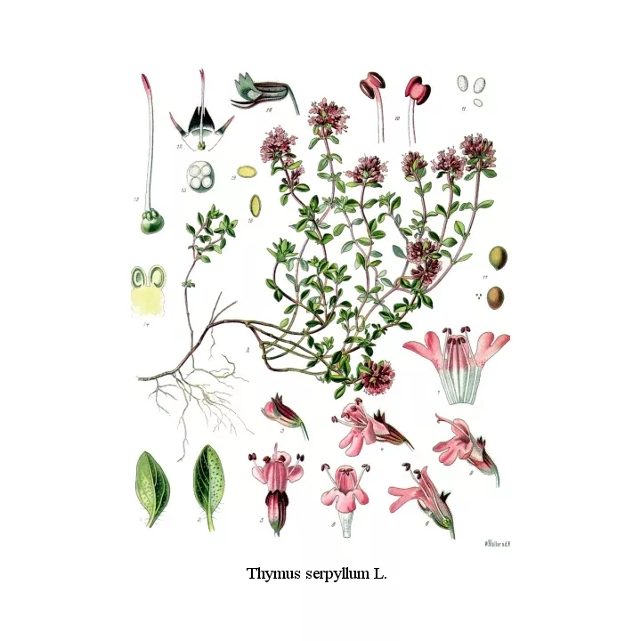 Serpolet Plante Coupée Iphym Herboristerie Thymus serpyllum L.