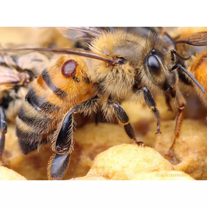 Traitement naturel Anti-varroa anti-loque et anti-nosemose