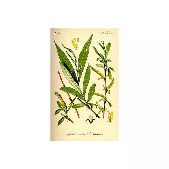 Saule Ecorce Coupée Iphym Herboristerie Salix alba