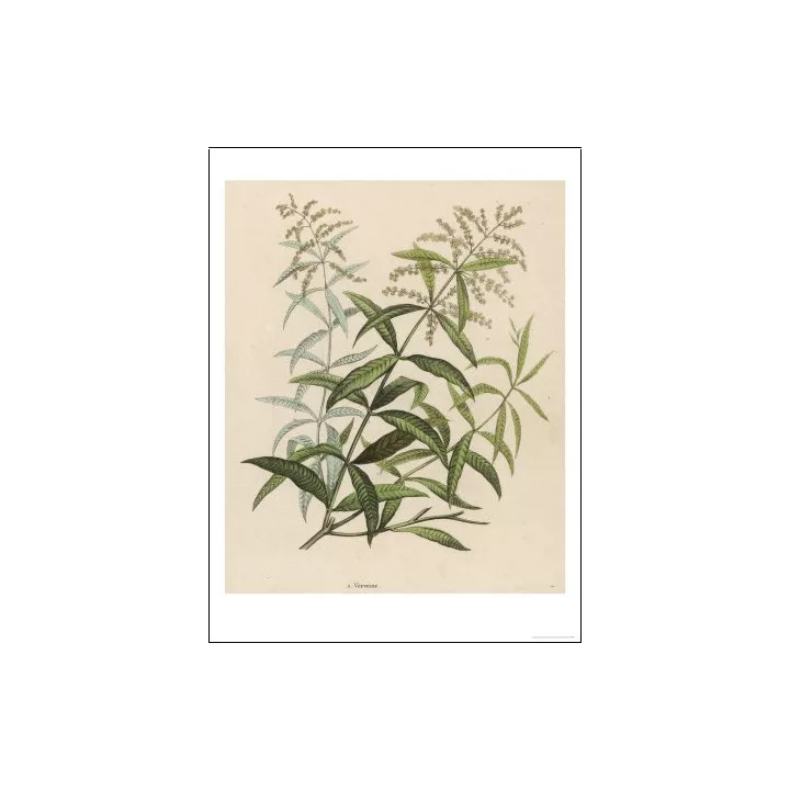 Verveine odorante Feuille Entière Iphym Herboristerie Lippia citriodora