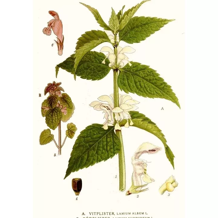 Ortie Blanche (Lamier) Iphym Herboristerie