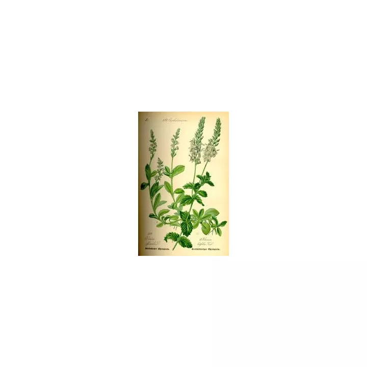 Véronique - Plante Coupée Iphym Herboristerie