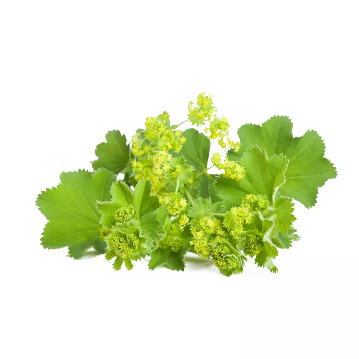 EPS Alchemille Pileje Extrait de plantes Phytostandard