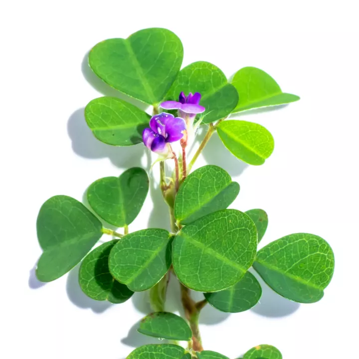 EPS Desmodium Pileje Extrait de plantes