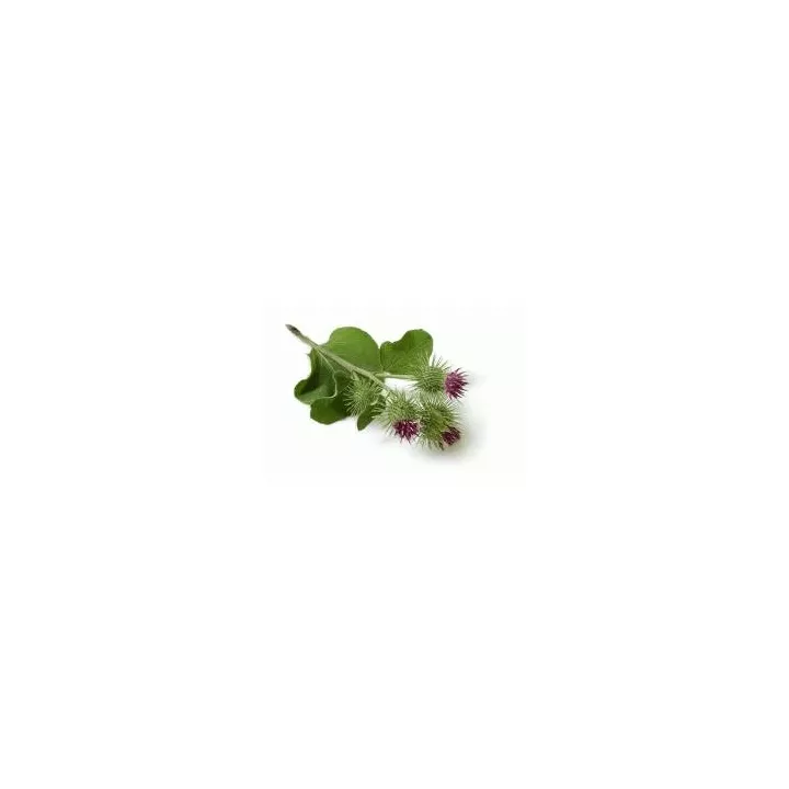 EPS Bardane Pileje Flacon Phytostandard