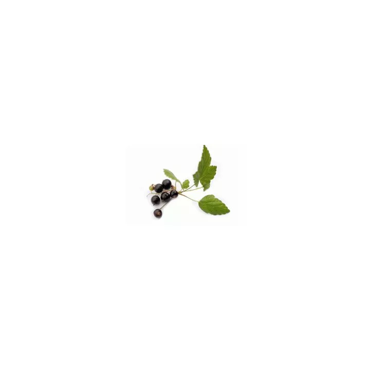 EPS Cassis Pileje Extrait de plantes Phytostandard