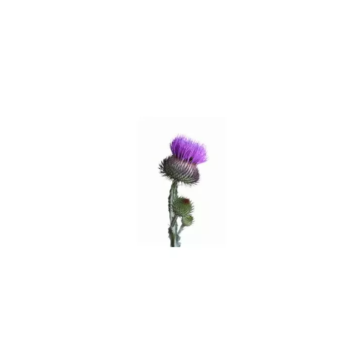 EPS Chardon-Marie Pileje Extrait de plantes