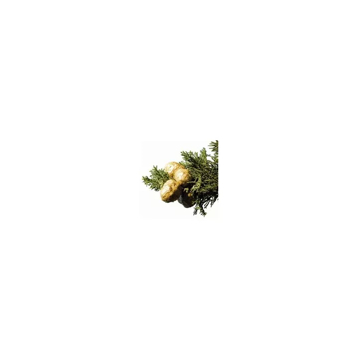 EPS Cyprès Pileje Phytostandard