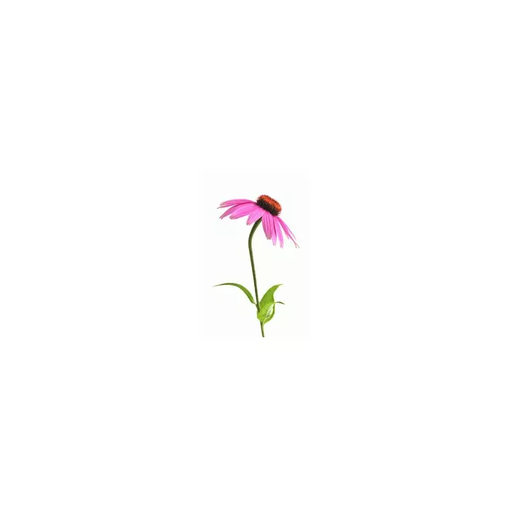 EPS Echinacée Pileje Phytostandard