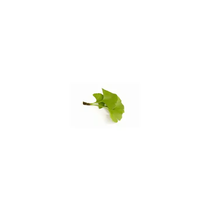 EPS Ginkgo Pileje extrait de plante liquide