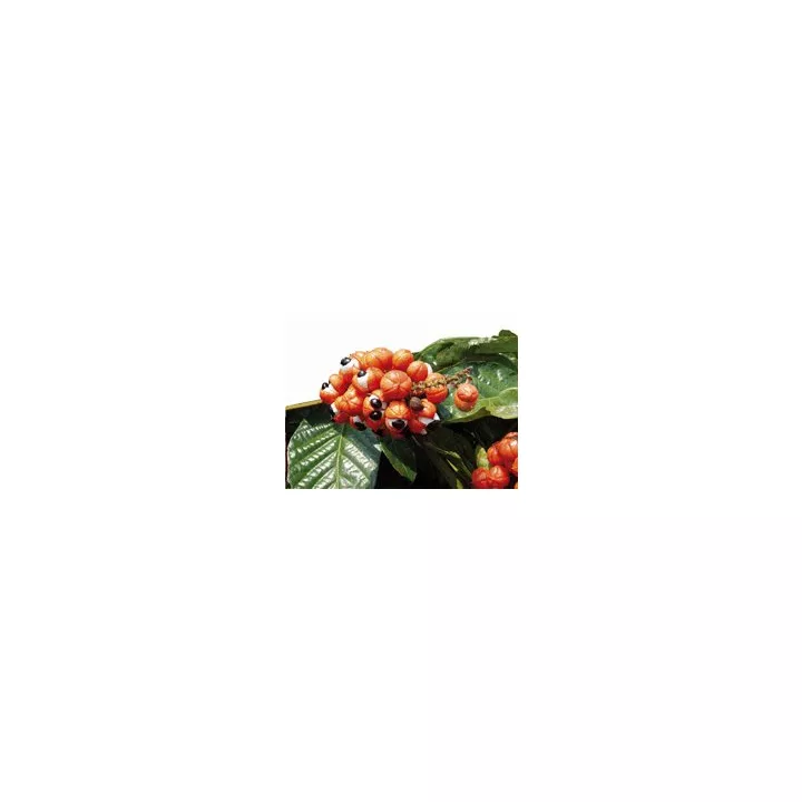 EPS Guarana Pileje extrait liquide