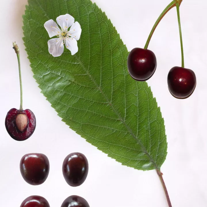 Cerisier Queues de Cerises Coupées Herboristerie