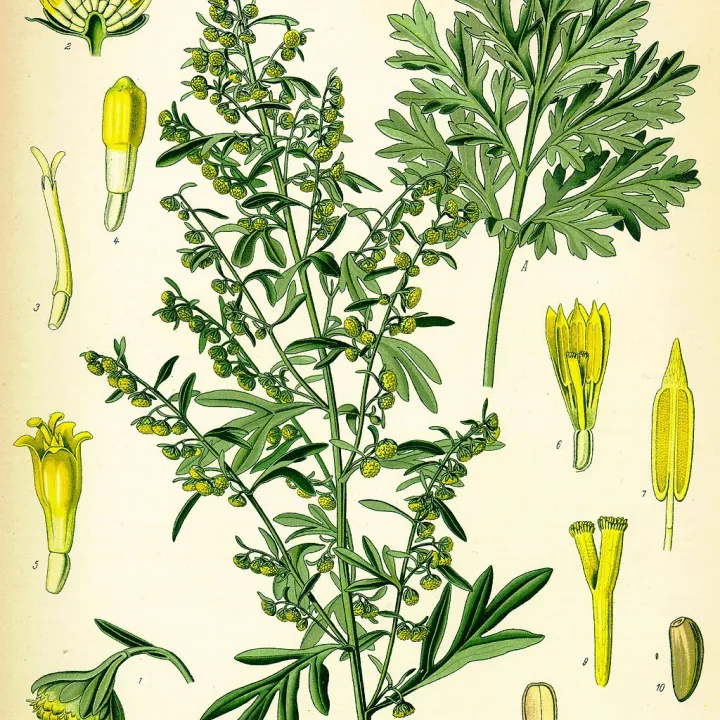 Absinthe Sommité Coupée Iphym Herboristerie Artemisia absinthium L.