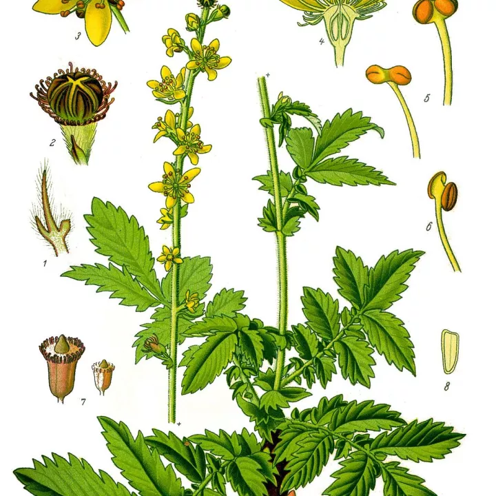 Aigremoine eupatoire Plante Coupée Herboristerie Agrimonia eupatoria