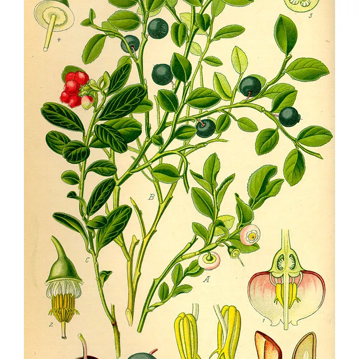 Airelle (Myrtille) Feuille Herboristerie Vaccinium myrtillus
