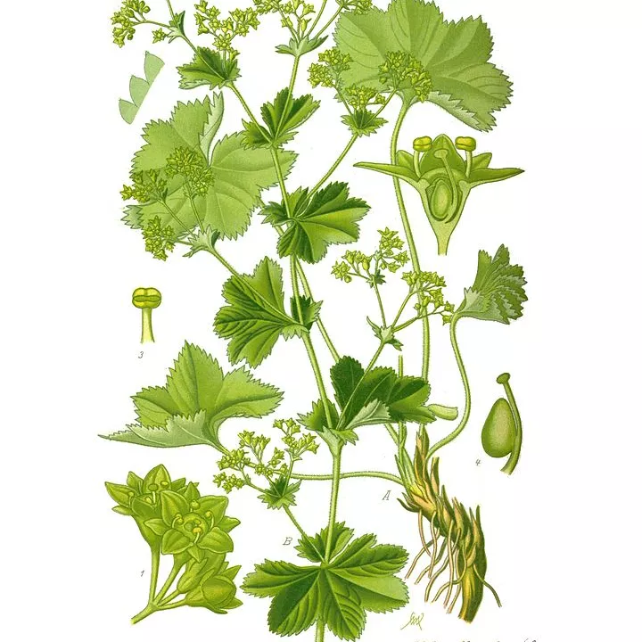 Alchémille commune (vulgaire) Parties aériennes Herboristerie Alchemilla vulgaris L.
