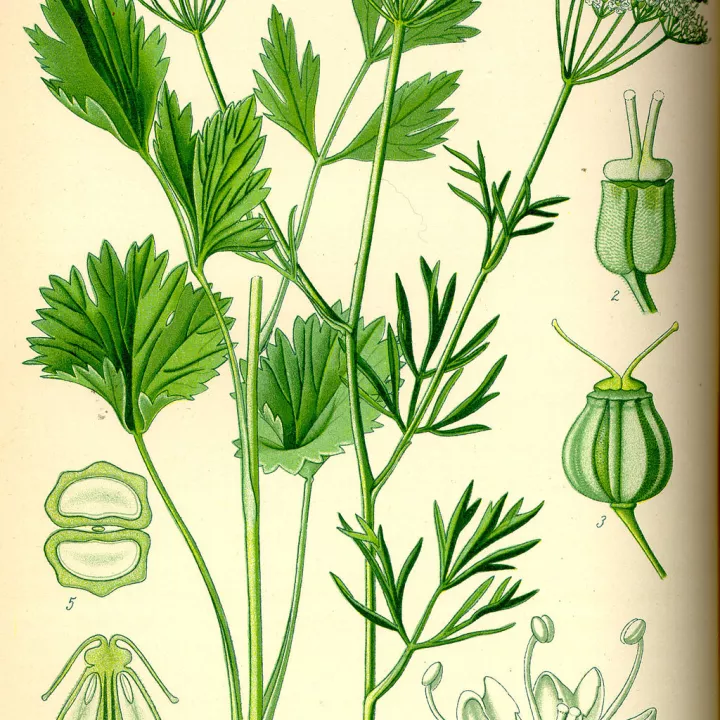 Anis vert Semence Fruit Herboristerie Pimpinella anisum L.