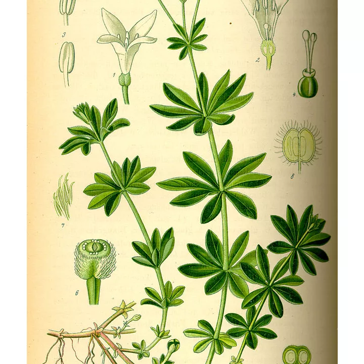 Aspérule odorante Gaillet odorant Plante Herboristerie Galium odoratum (L.) Scop.