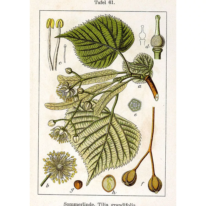 Aubier de Tilleul sombre (rouge) Herboristerie Tilia platyphyllos