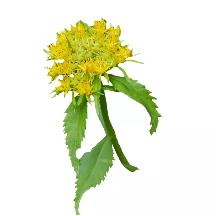 EPS Rhodiole Pileje extrait fluide de plante