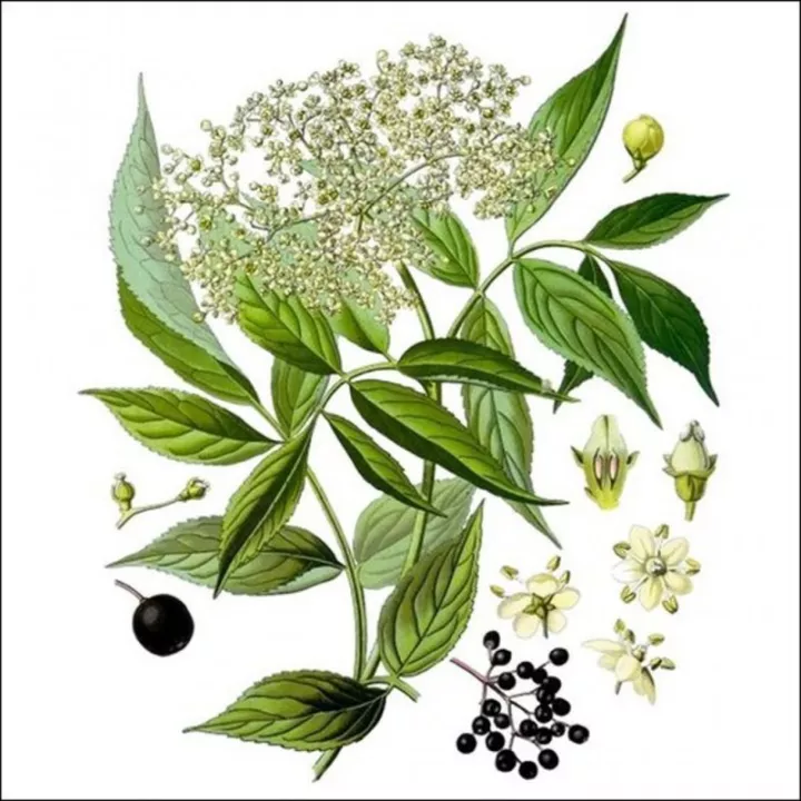 EPS Sureau Pileje extrait liquide de plante