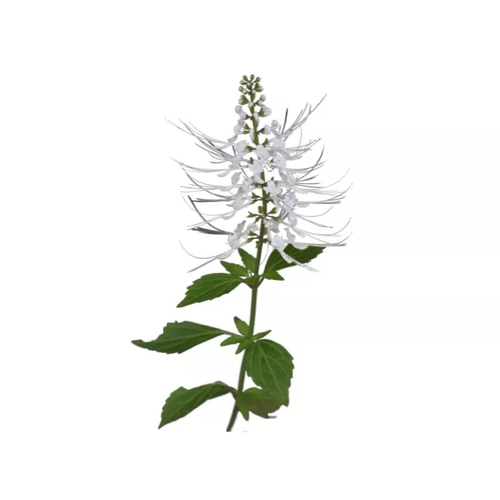EPS Orthosiphon Pileje Extrait de plante