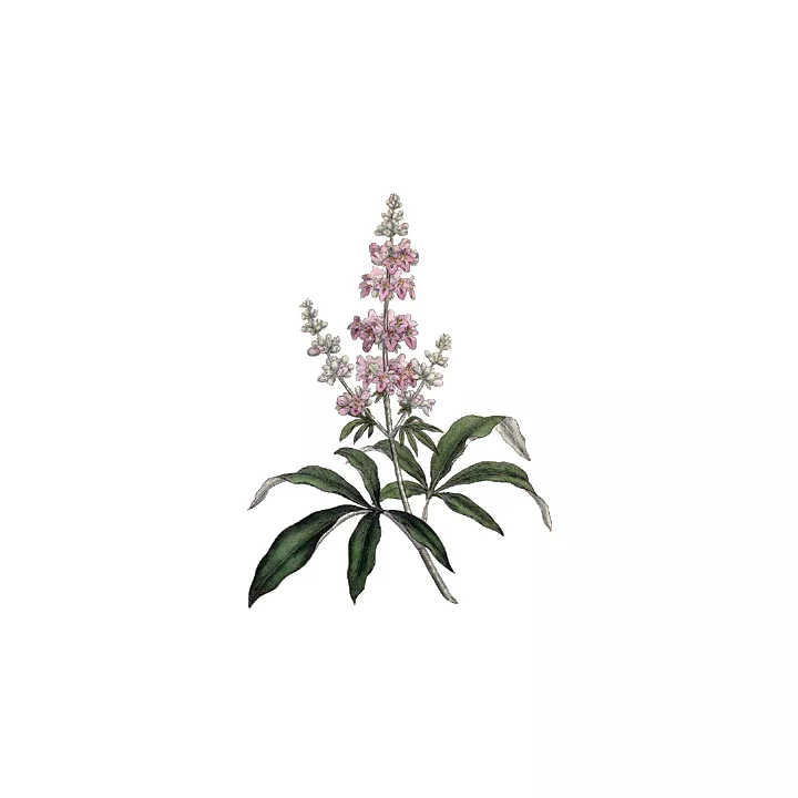 EPS Gattilier Pileje Extrait de plantes Phytostandard