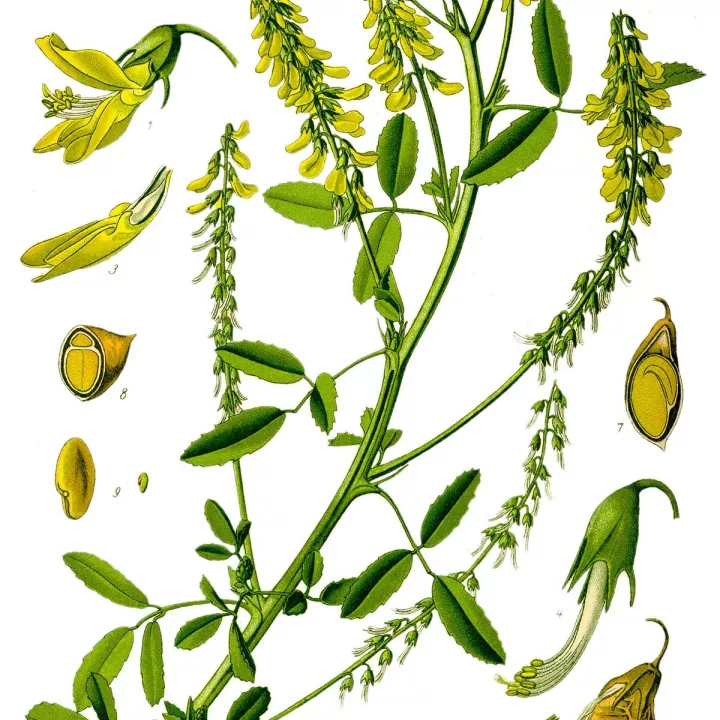 EPS Mélilot Pileje Extrait de plante médicinale